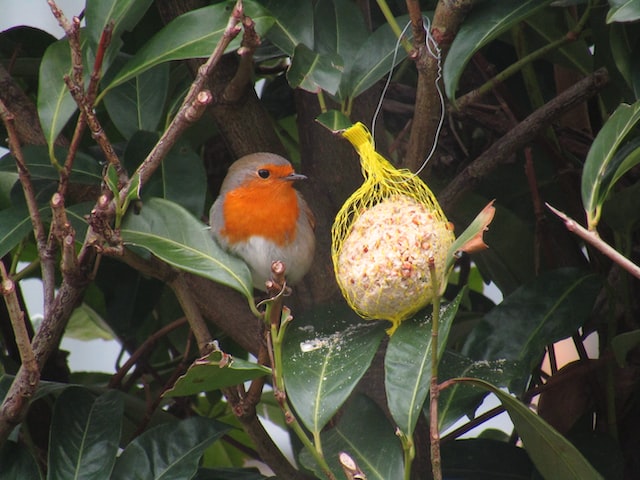robin in tree with fat ball food